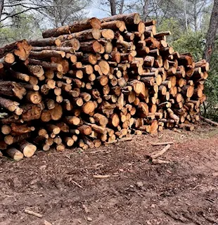 Pile de grumes de bois de chauffage empilées en zone boisée