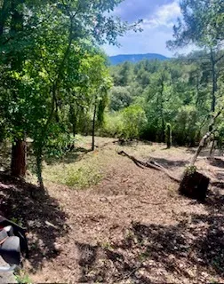 Sous-bois éclairci en bordure de colline